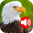 Animal Ringtones
