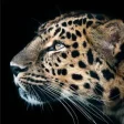 Cheetah Leopard Wallpaper
