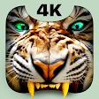 Roaring Tiger Live Wallpaper
